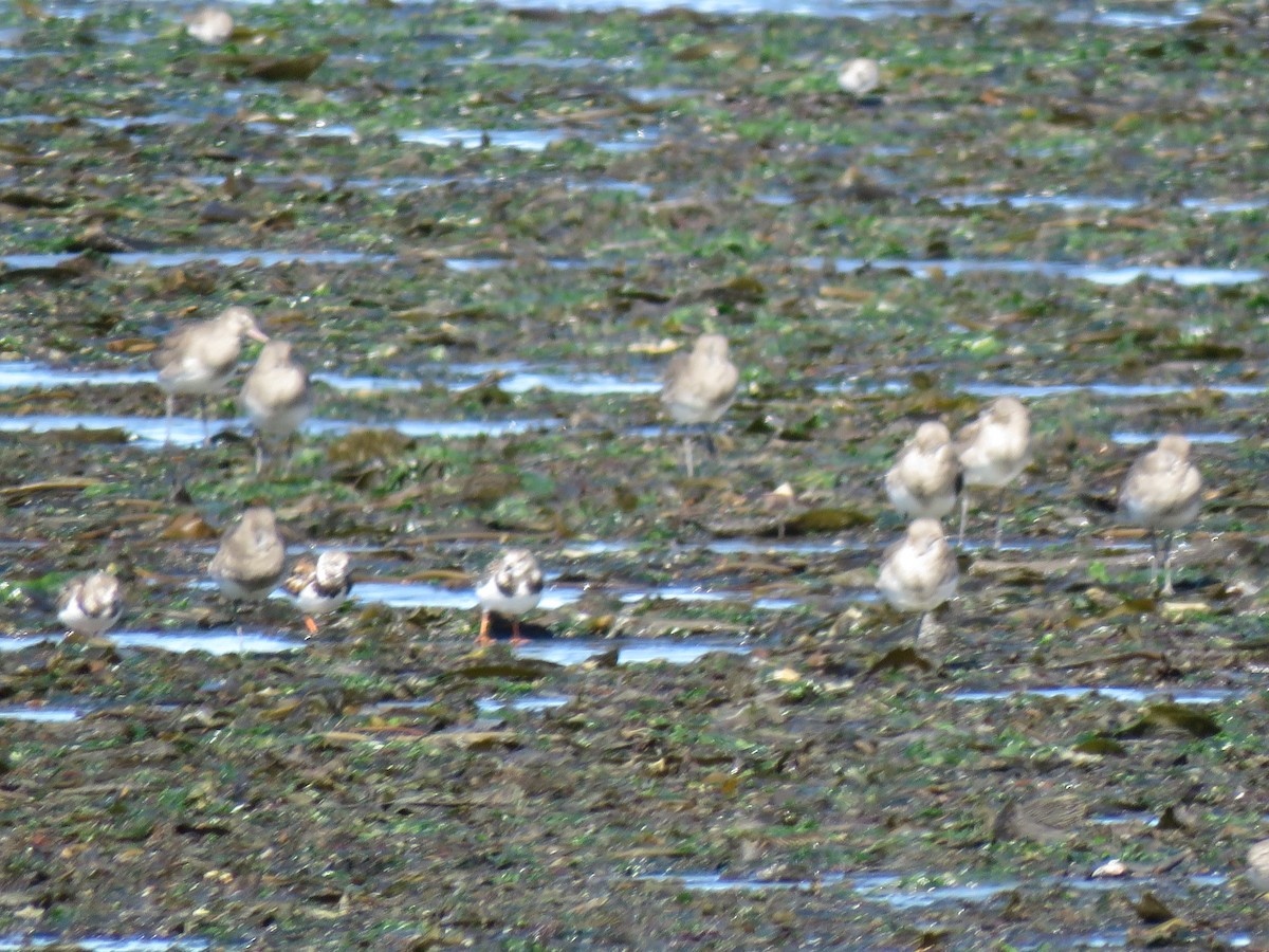 Ruddy Turnstone - ML612628874