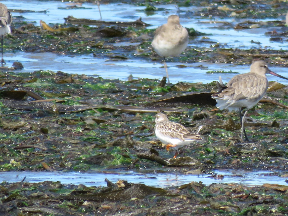 Ruddy Turnstone - ML612628876