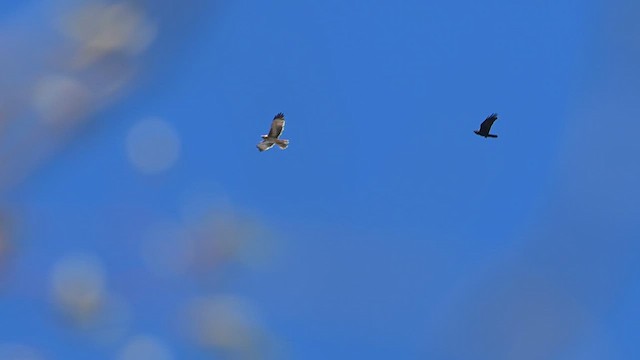 Австралийский орёл-карлик - ML612628902