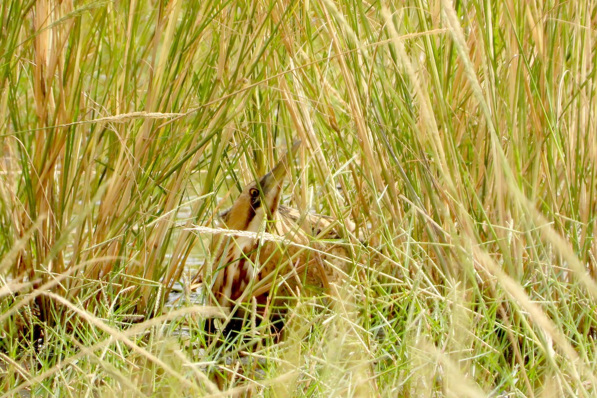 Great Bittern - ML612628905