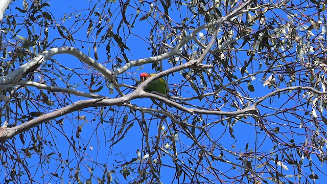 Musk Lorikeet - ML612628927