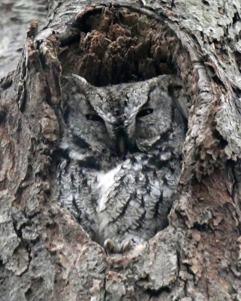 Eastern Screech-Owl - ML612628930