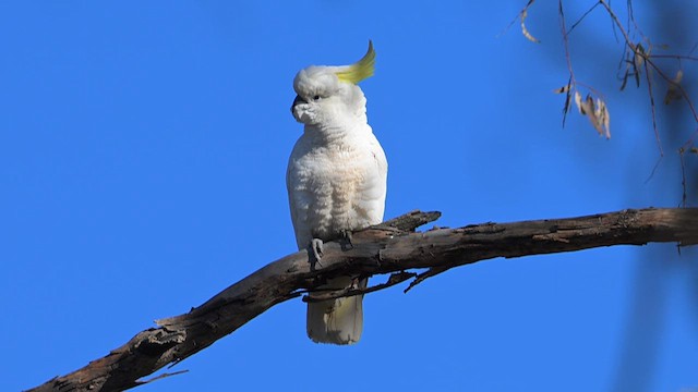 Sulphur-crested Cockatoo - ML612628941