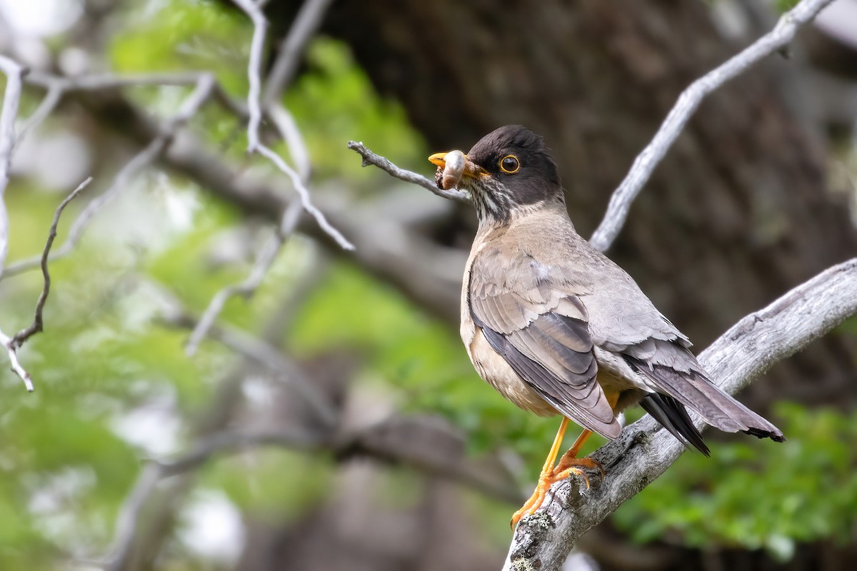 Austral Thrush - ML612628975