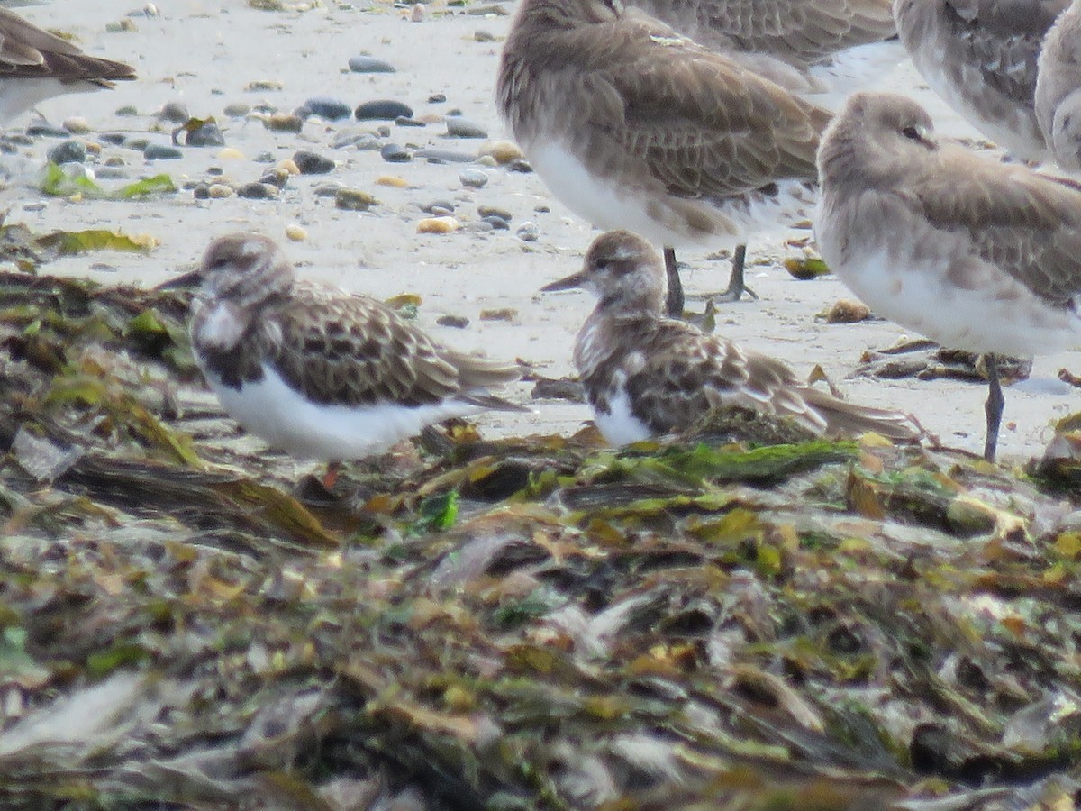 Ruddy Turnstone - ML612629015