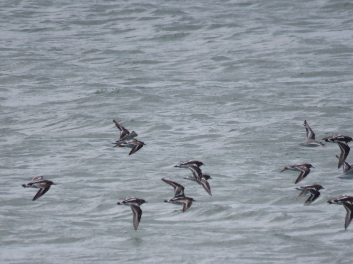 Ruddy Turnstone - ML612629017