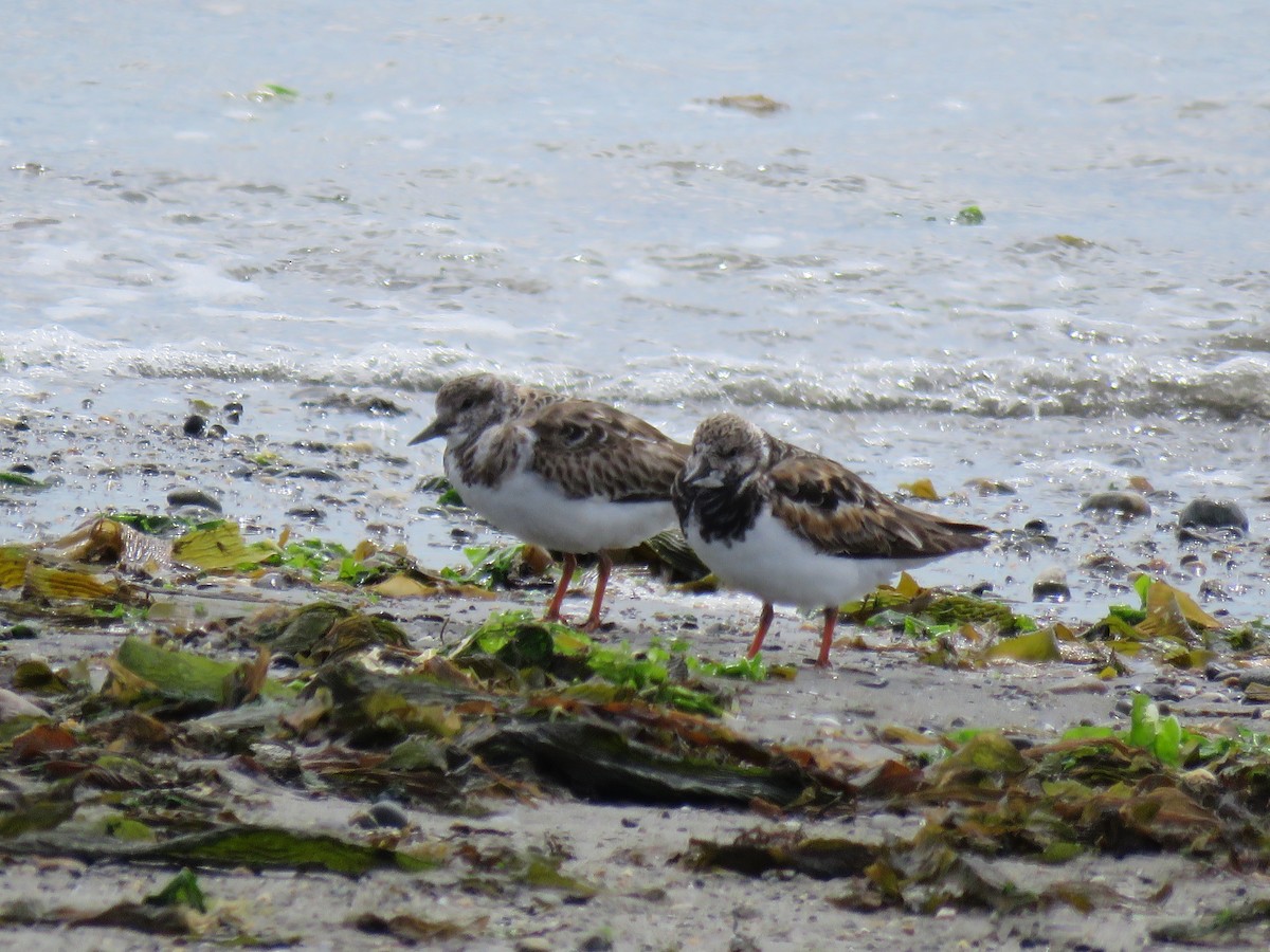 Ruddy Turnstone - ML612629019