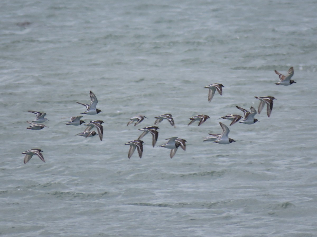 Ruddy Turnstone - ML612629024