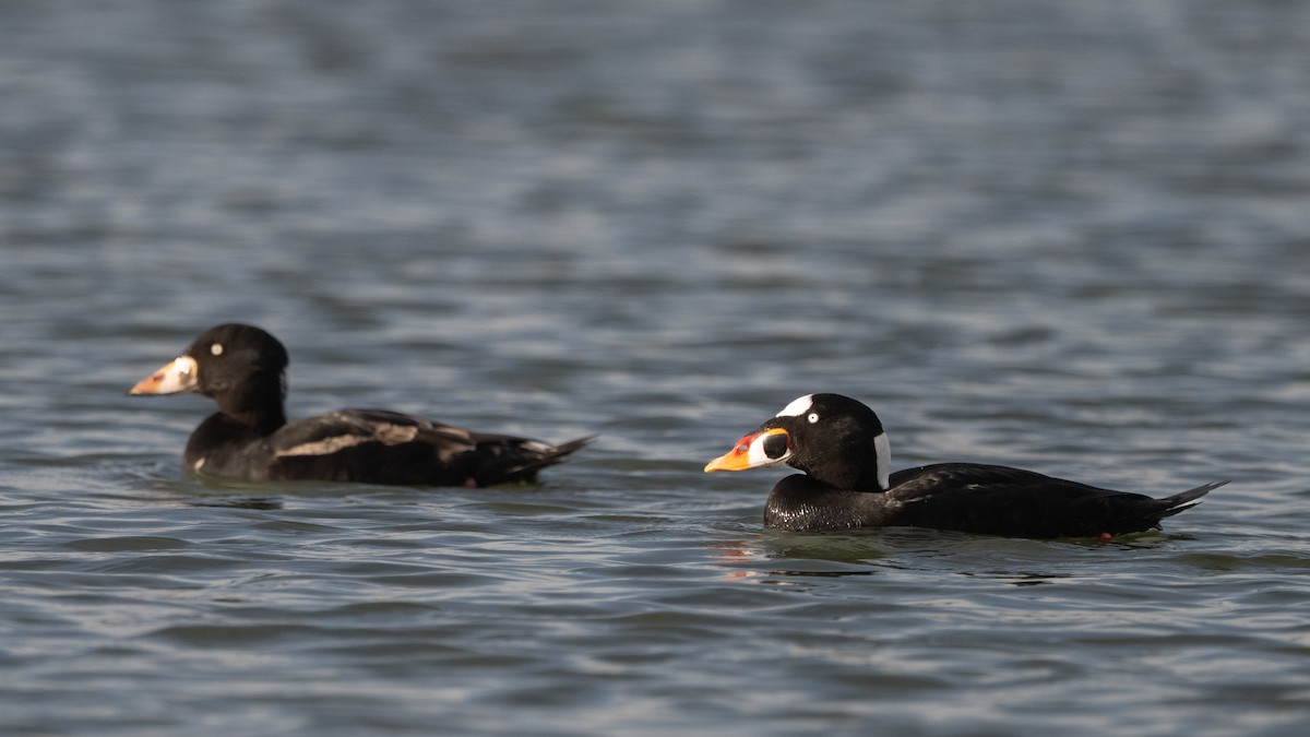 Surf Scoter - ML612629047