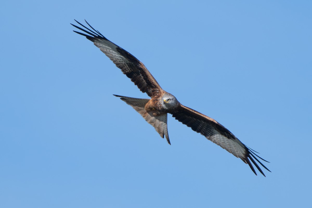 Red Kite - Xenia Louverdi