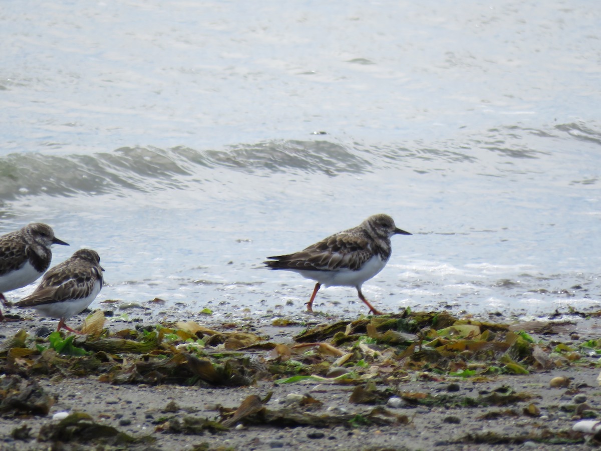 Ruddy Turnstone - ML612629080