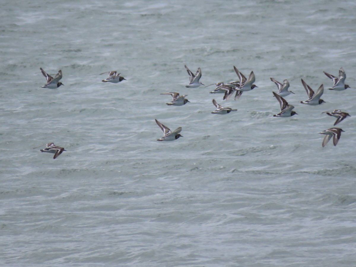 Ruddy Turnstone - ML612629081