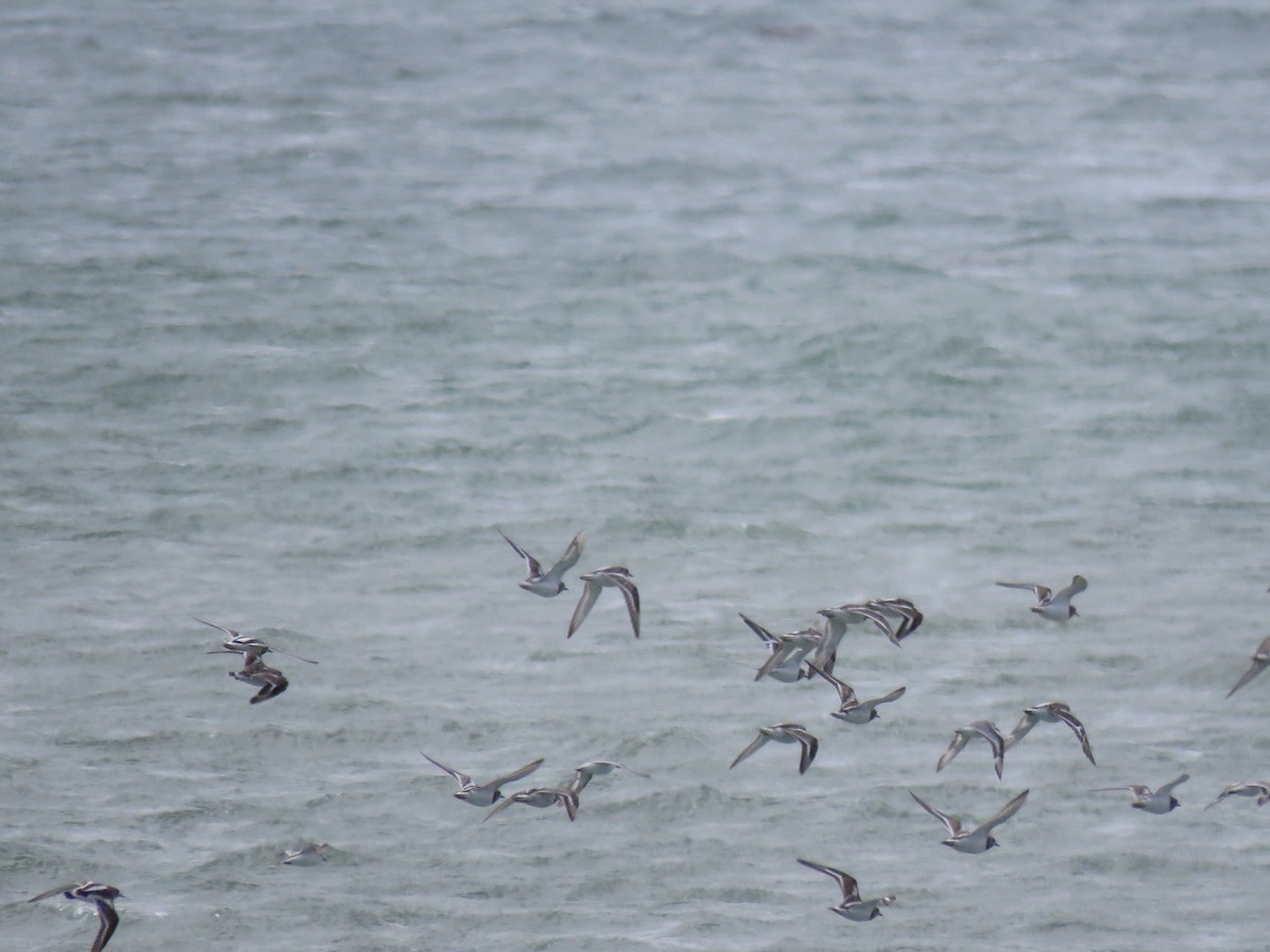 Ruddy Turnstone - ML612629084