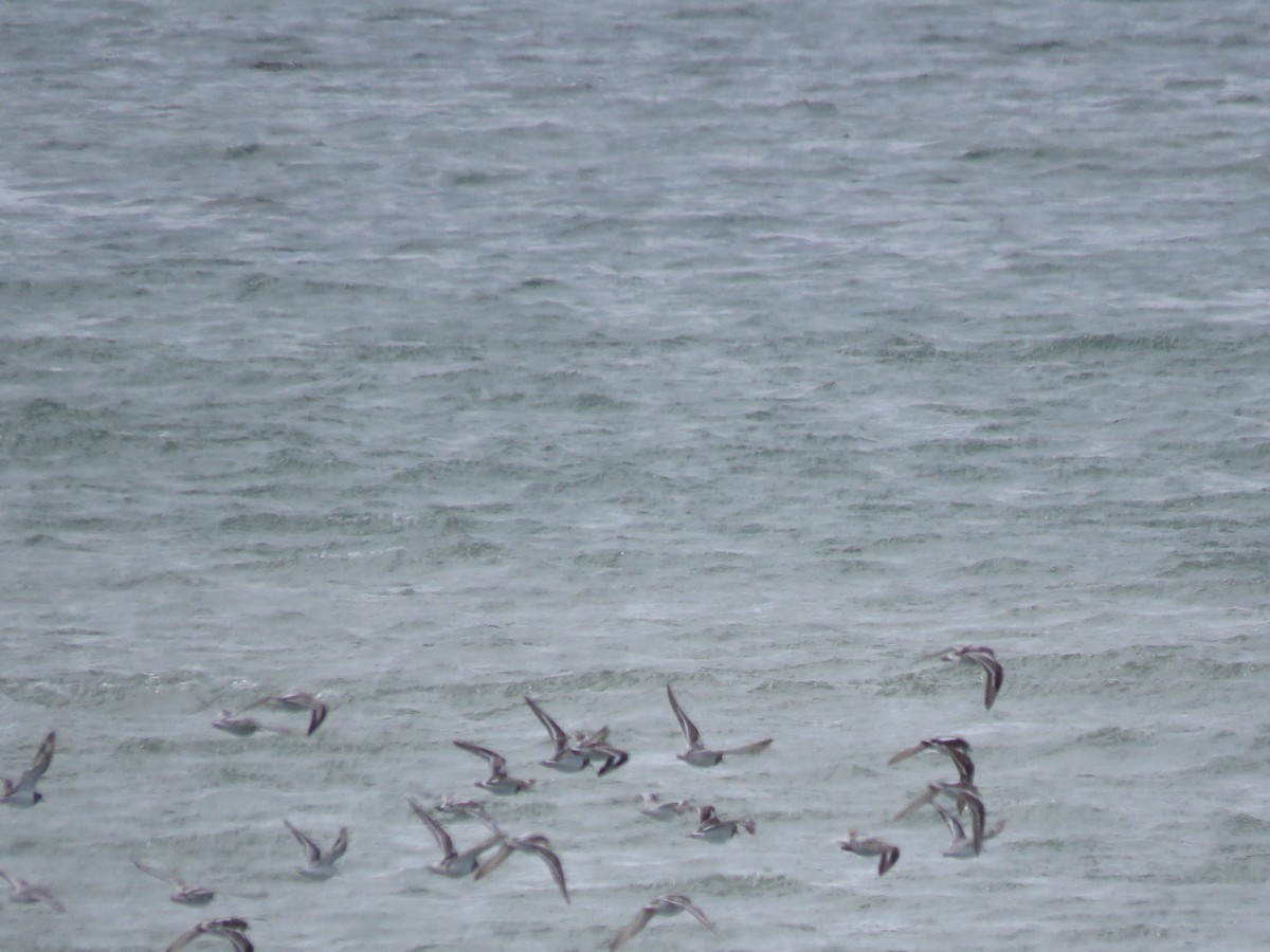 Ruddy Turnstone - ML612629085