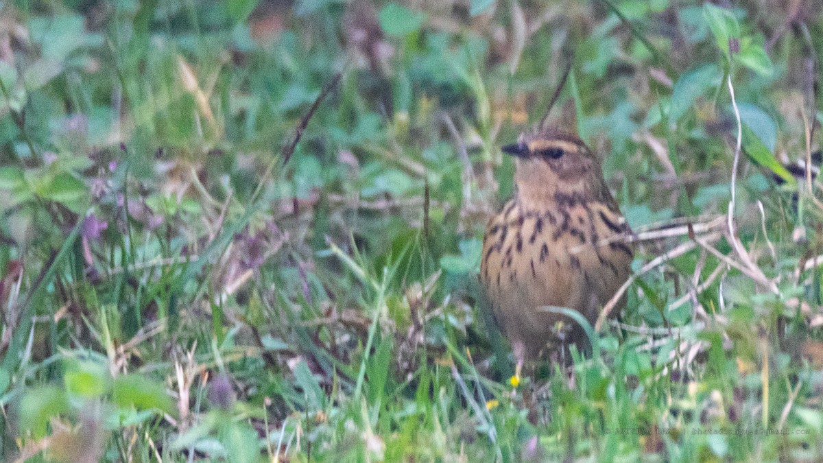 Nilgiri Pipit - Adithya Bhat