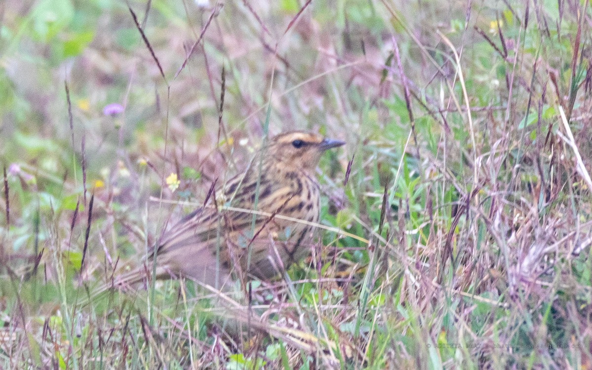 Nilgiri Pipit - ML612629119