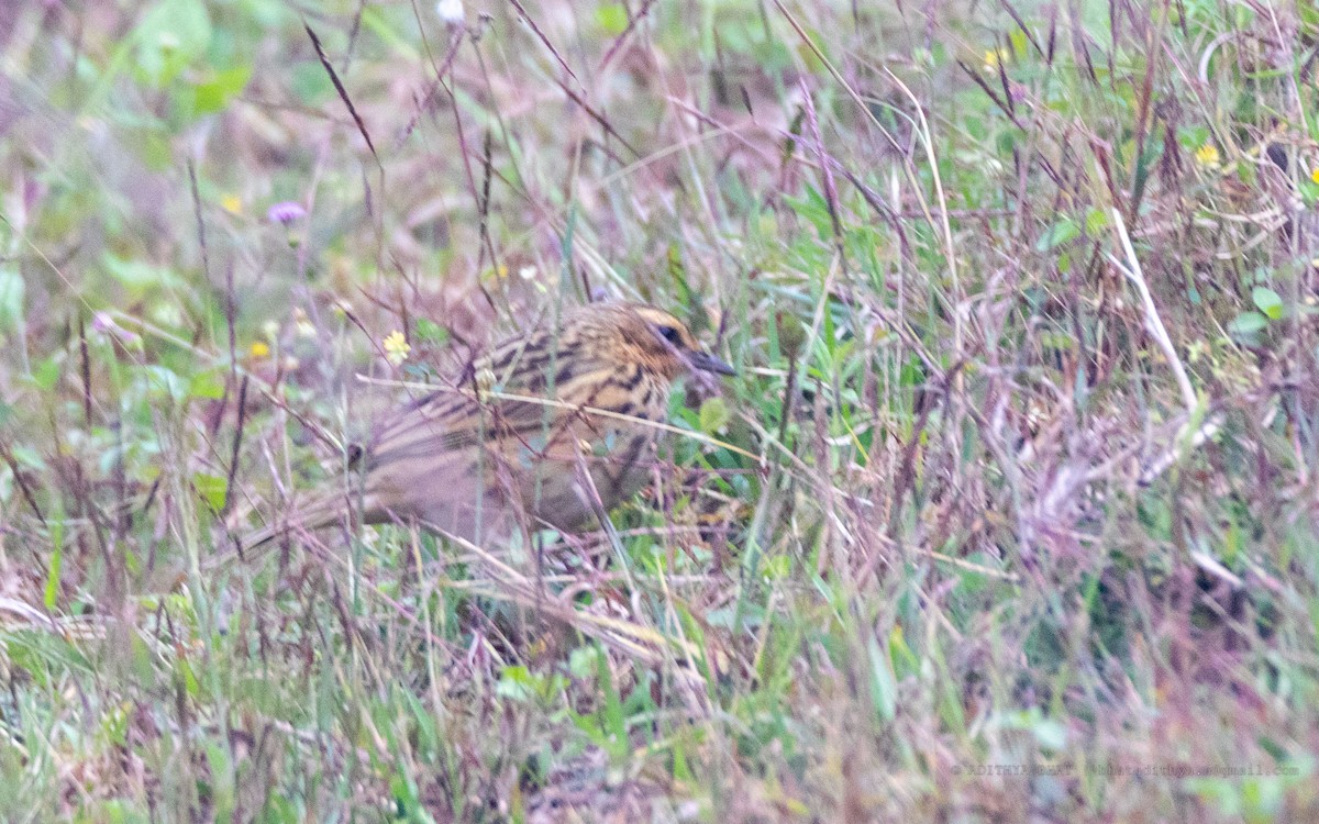 Nilgiri Pipit - Adithya Bhat