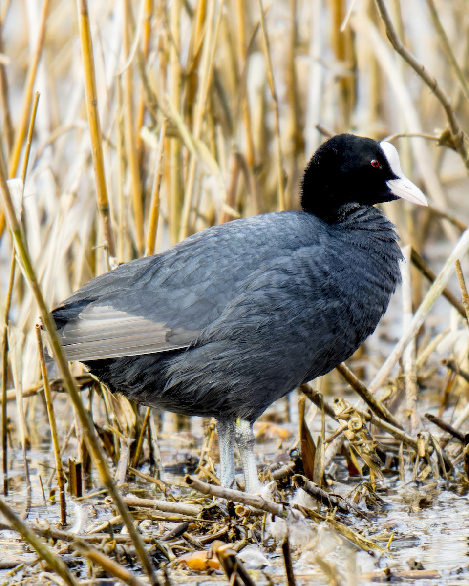 Eurasian Coot - ML612629154