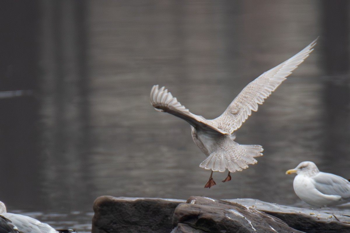 Gaviota Groenlandesa - ML612629212