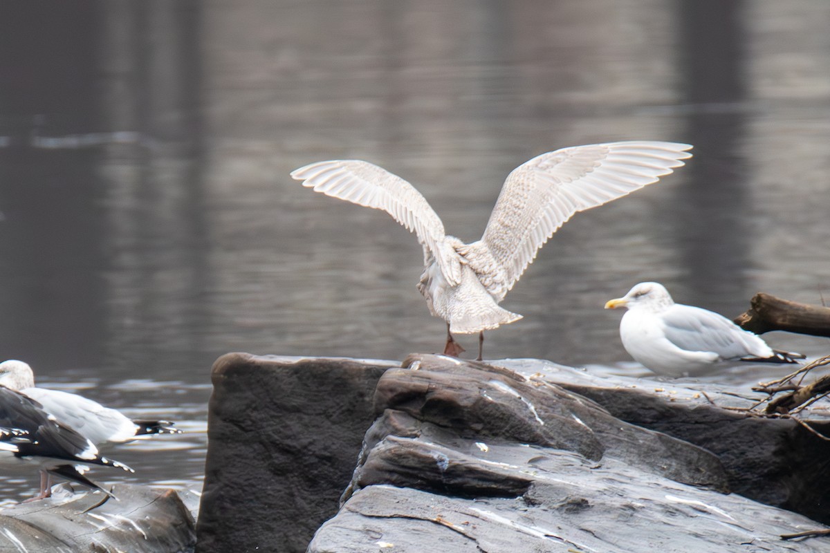 Gaviota Groenlandesa - ML612629213