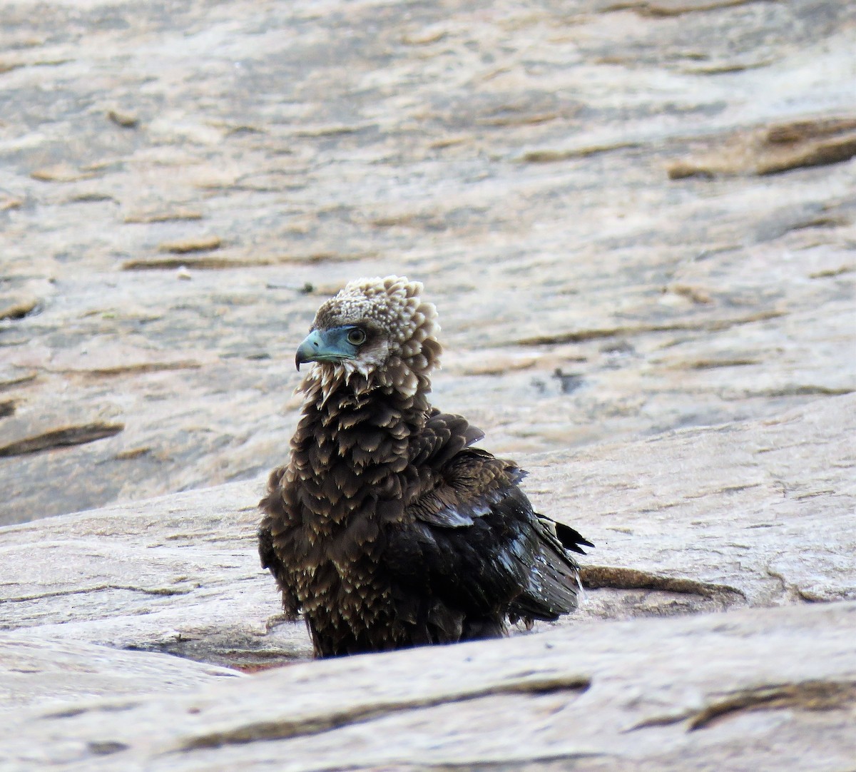 Bateleur - Todd Pepper