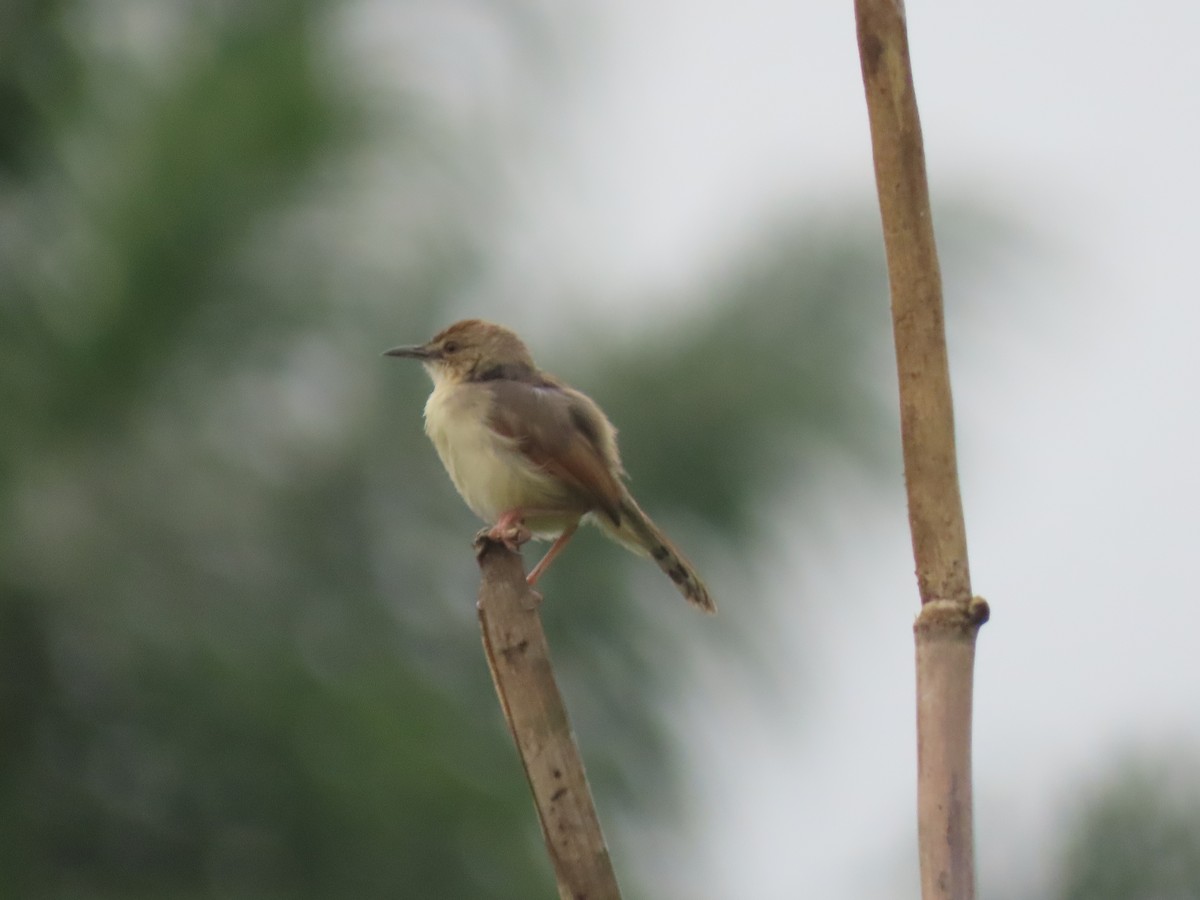 kantorgressanger - ML612629484