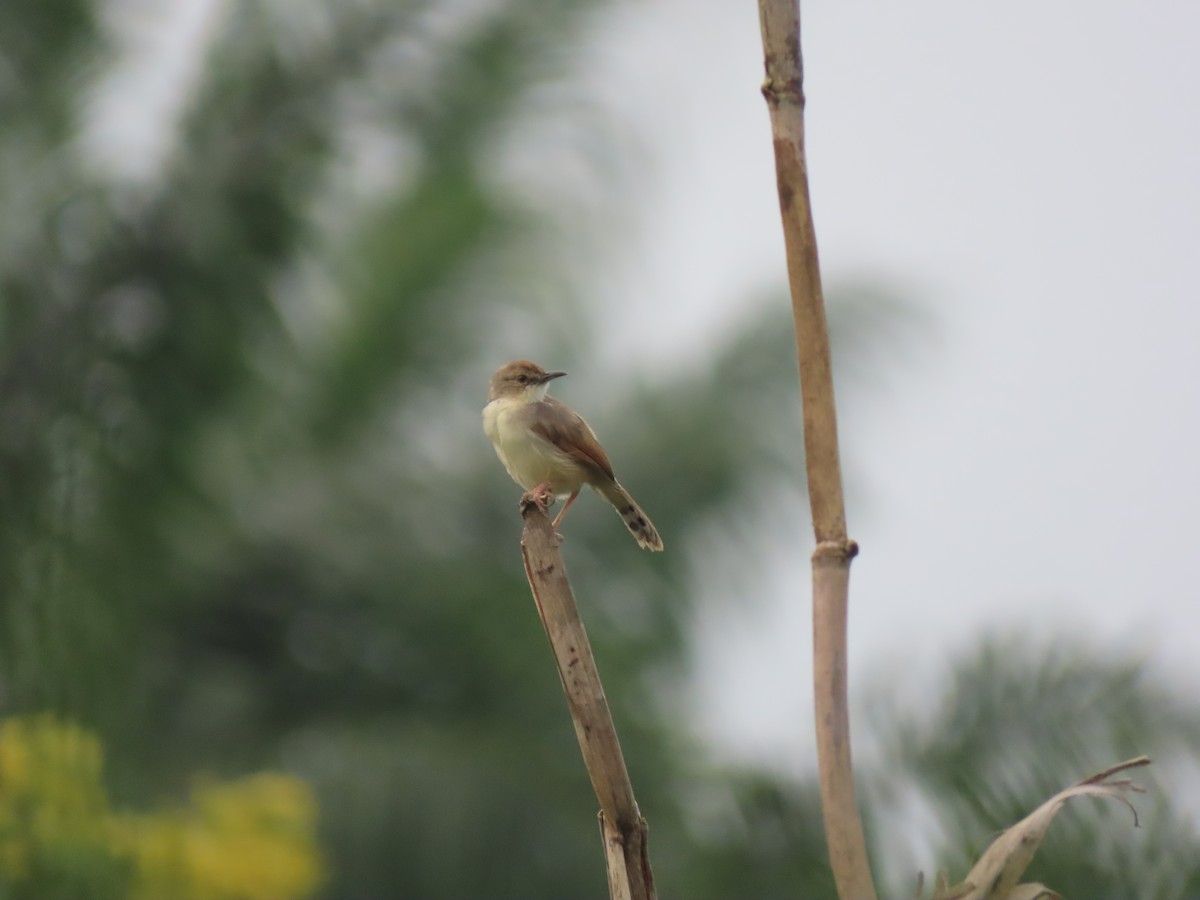Singing Cisticola - ML612629485