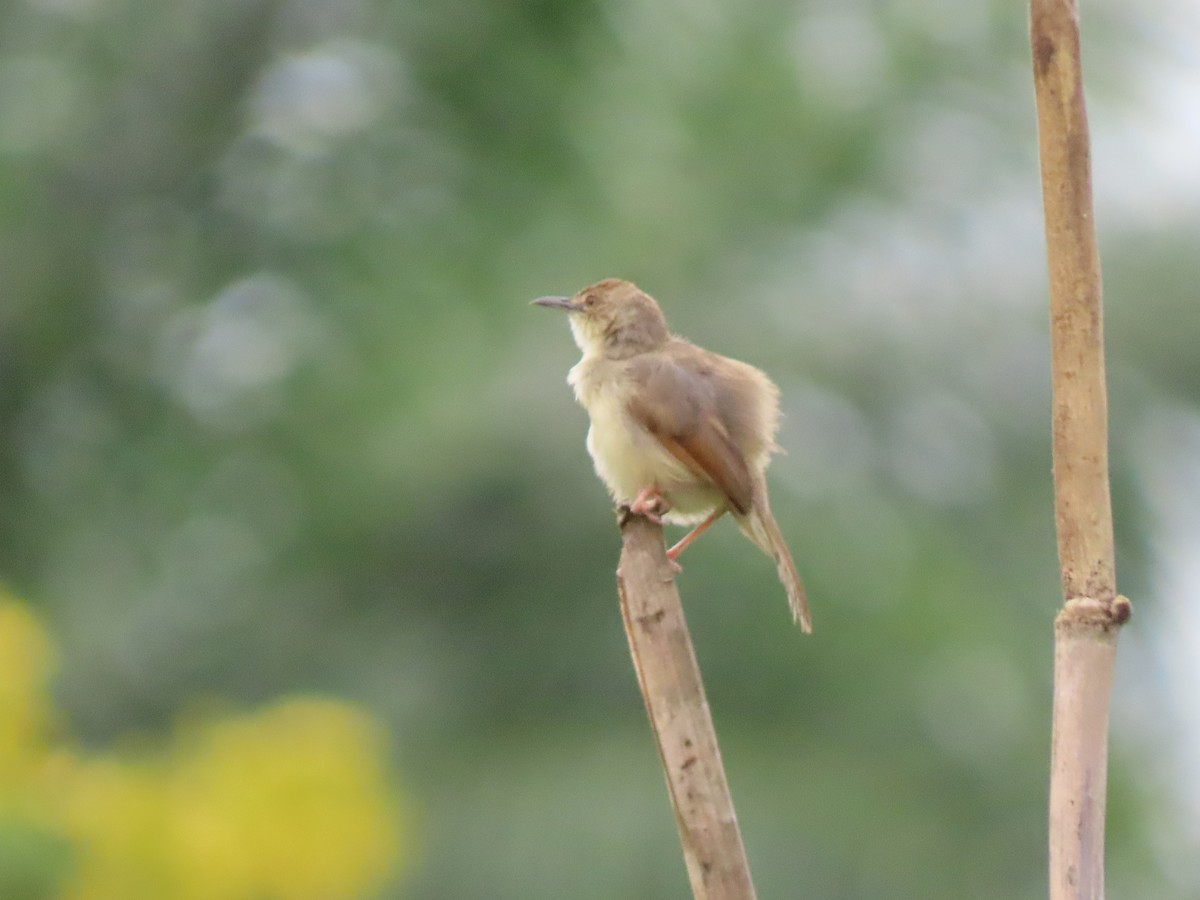 Singing Cisticola - ML612629486