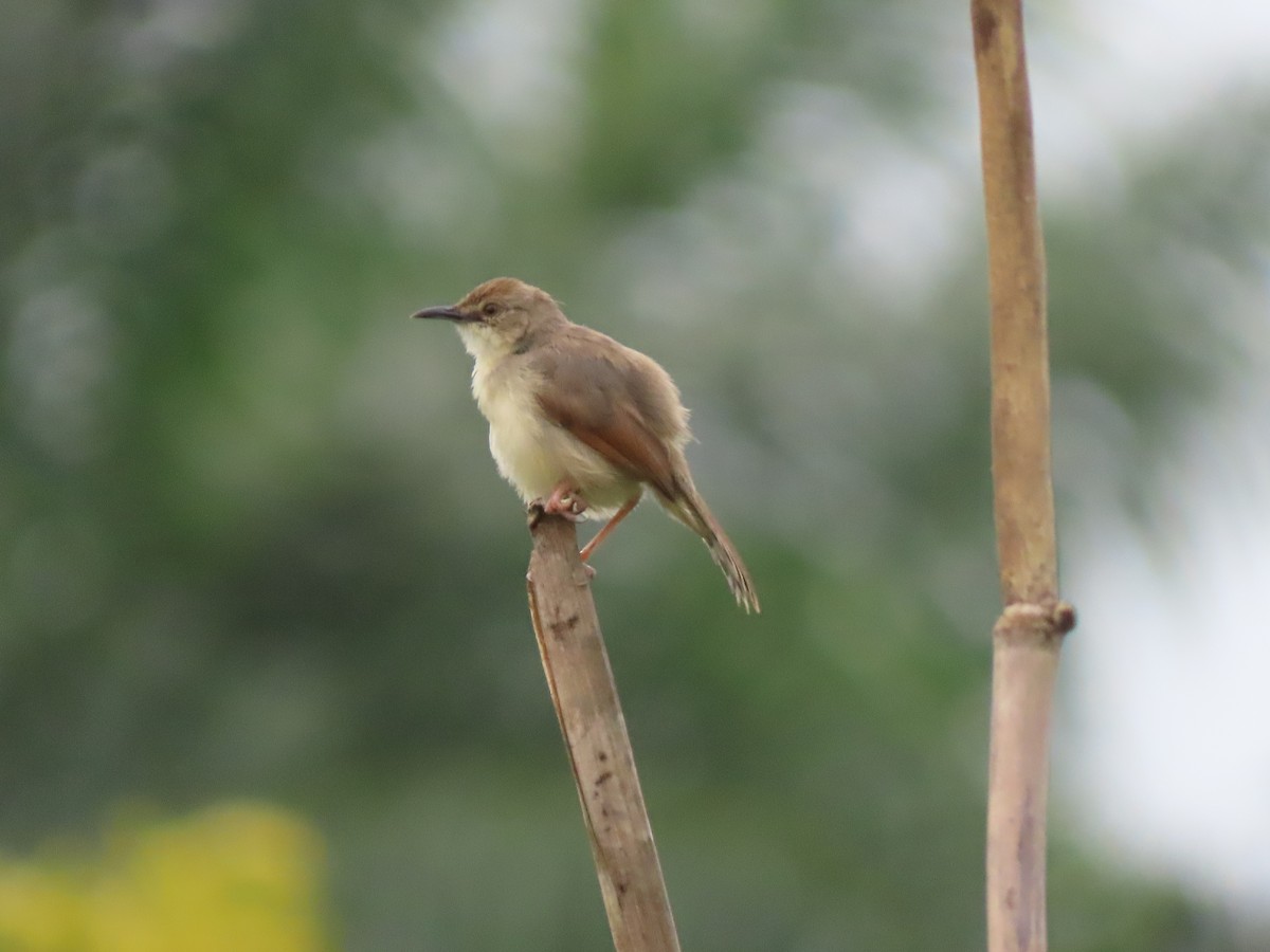 Singing Cisticola - ML612629487