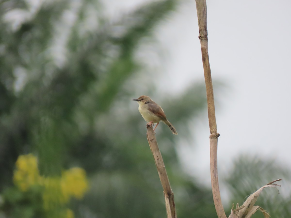 kantorgressanger - ML612629488