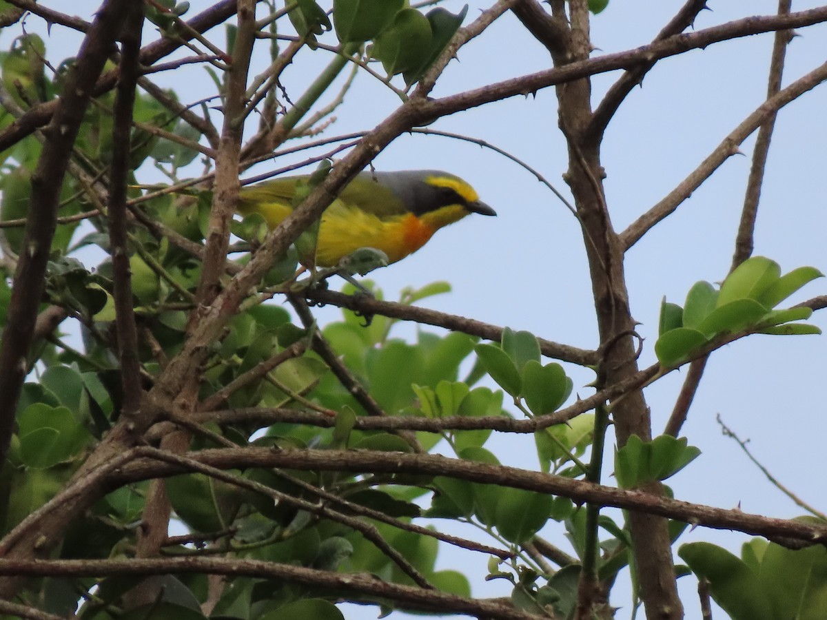 Sulphur-breasted Bushshrike - ML612629532