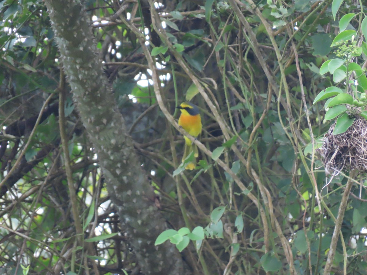 Sulphur-breasted Bushshrike - ML612629533