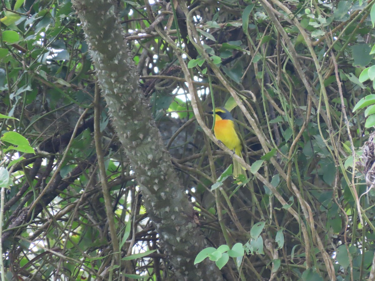 Sulphur-breasted Bushshrike - ML612629534