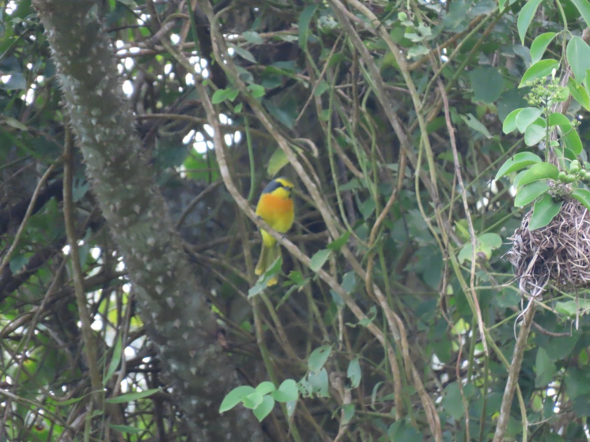 Sulphur-breasted Bushshrike - ML612629535