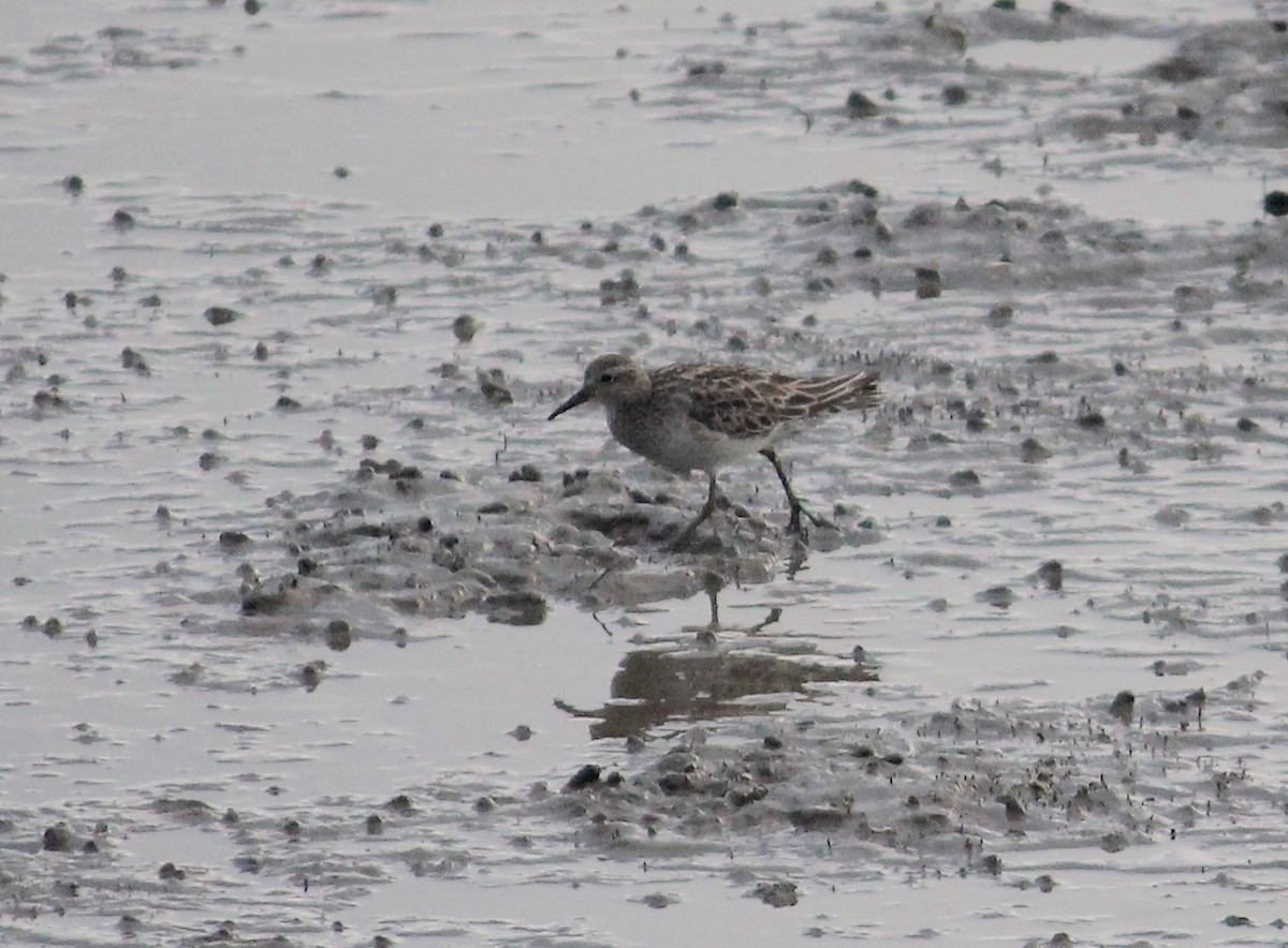 Sharp-tailed Sandpiper - ML612629567