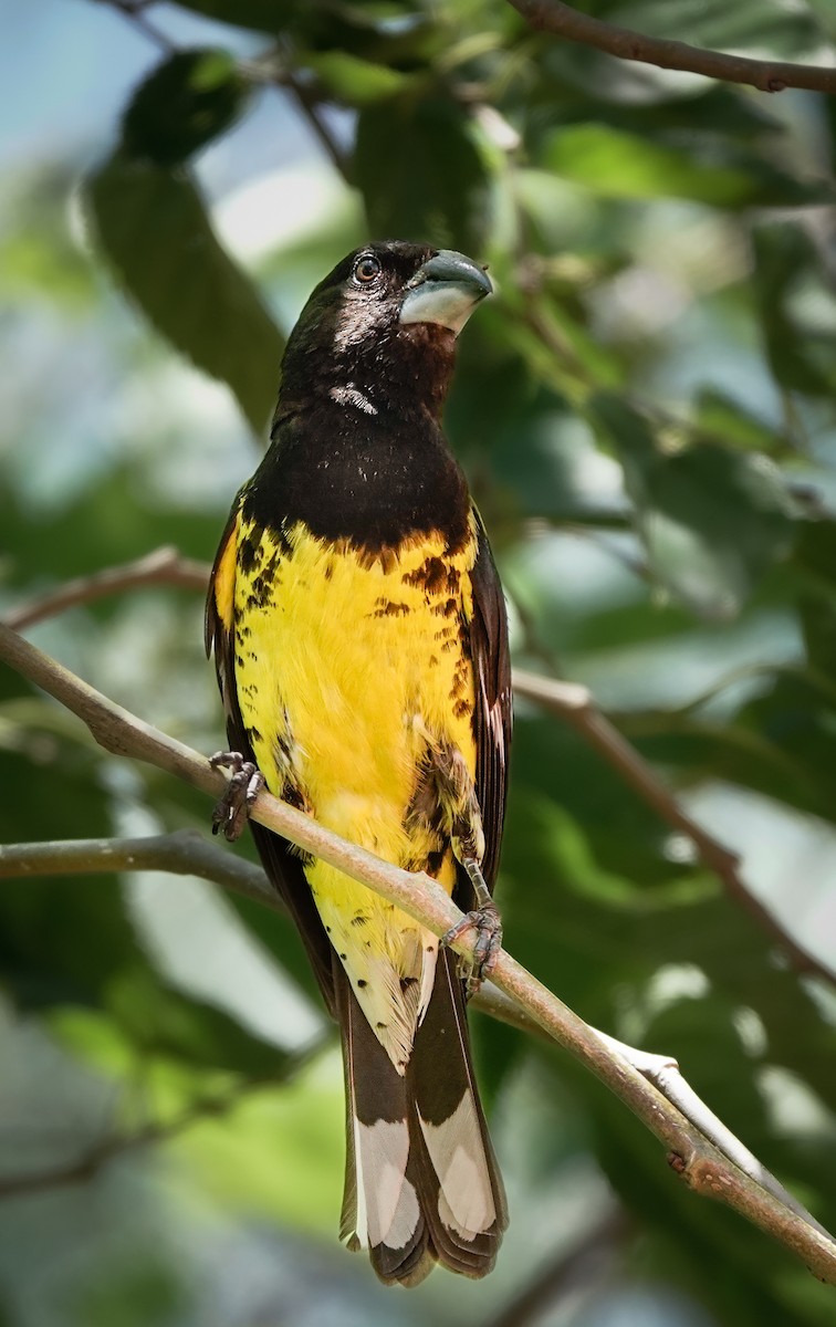 Black-backed Grosbeak - ML612629603