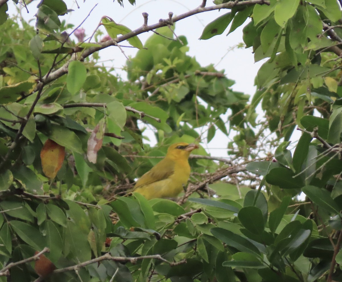 Olive-naped Weaver - ML612629679