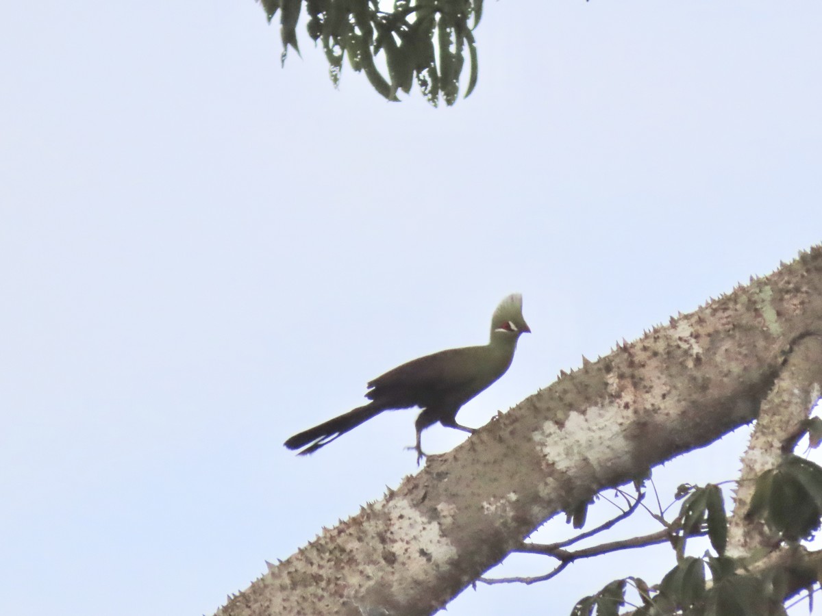Guinea Turaco - ML612629689
