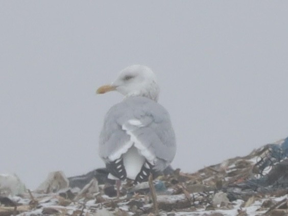 Gaviota Argéntea - ML612629800