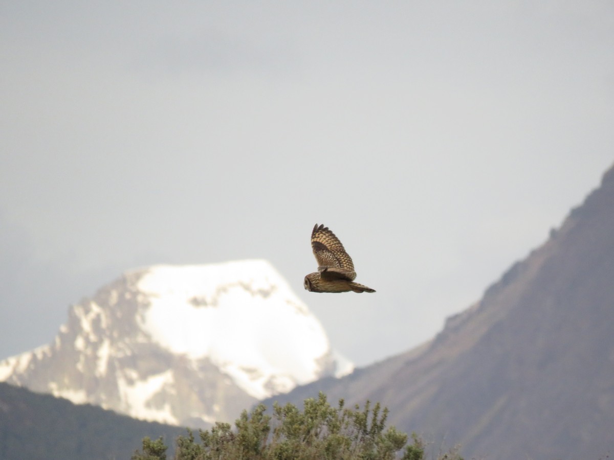 Short-eared Owl - Federico Muñoz