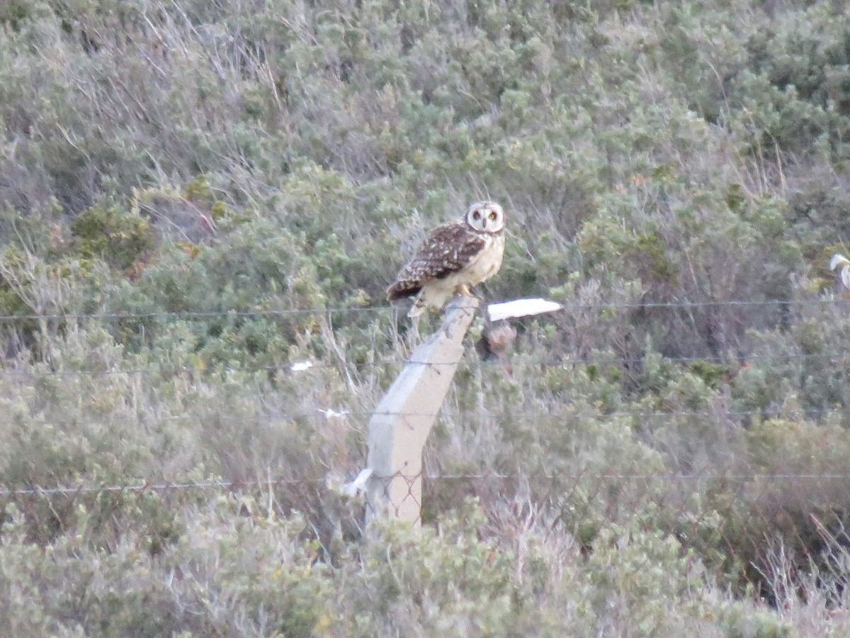 Short-eared Owl - Federico Muñoz