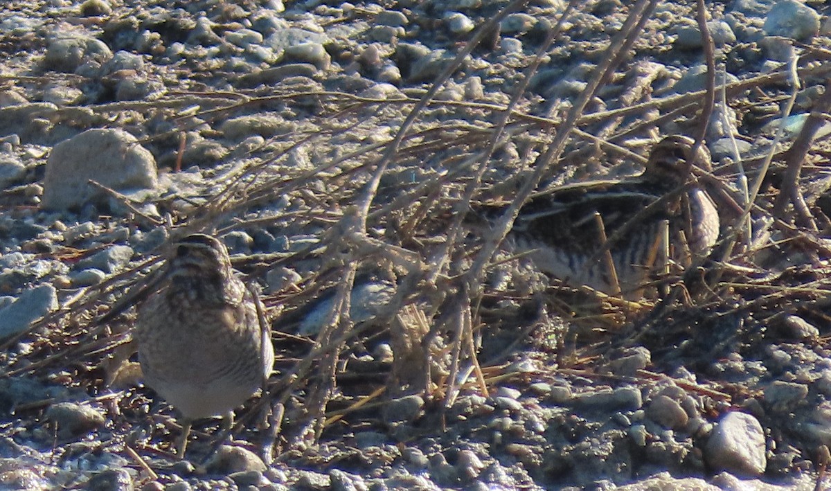 Wilson's Snipe - Mike Brossart