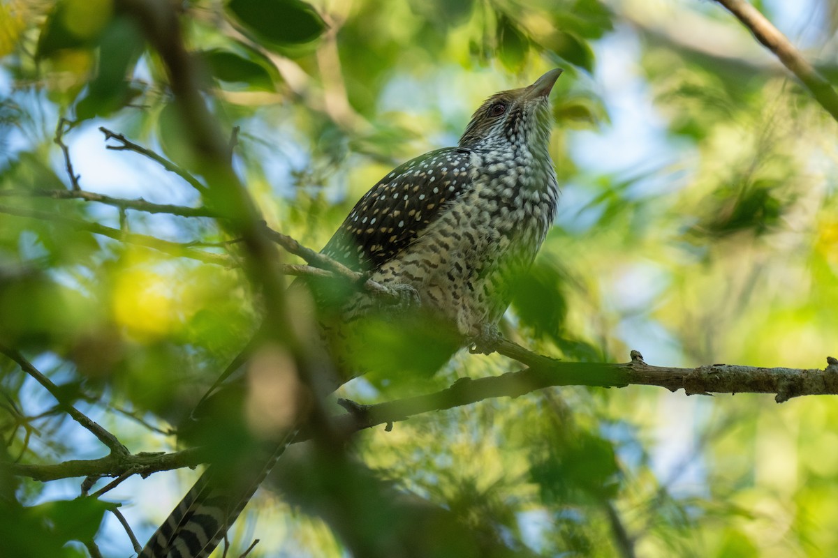 Asian Koel - ML612630122