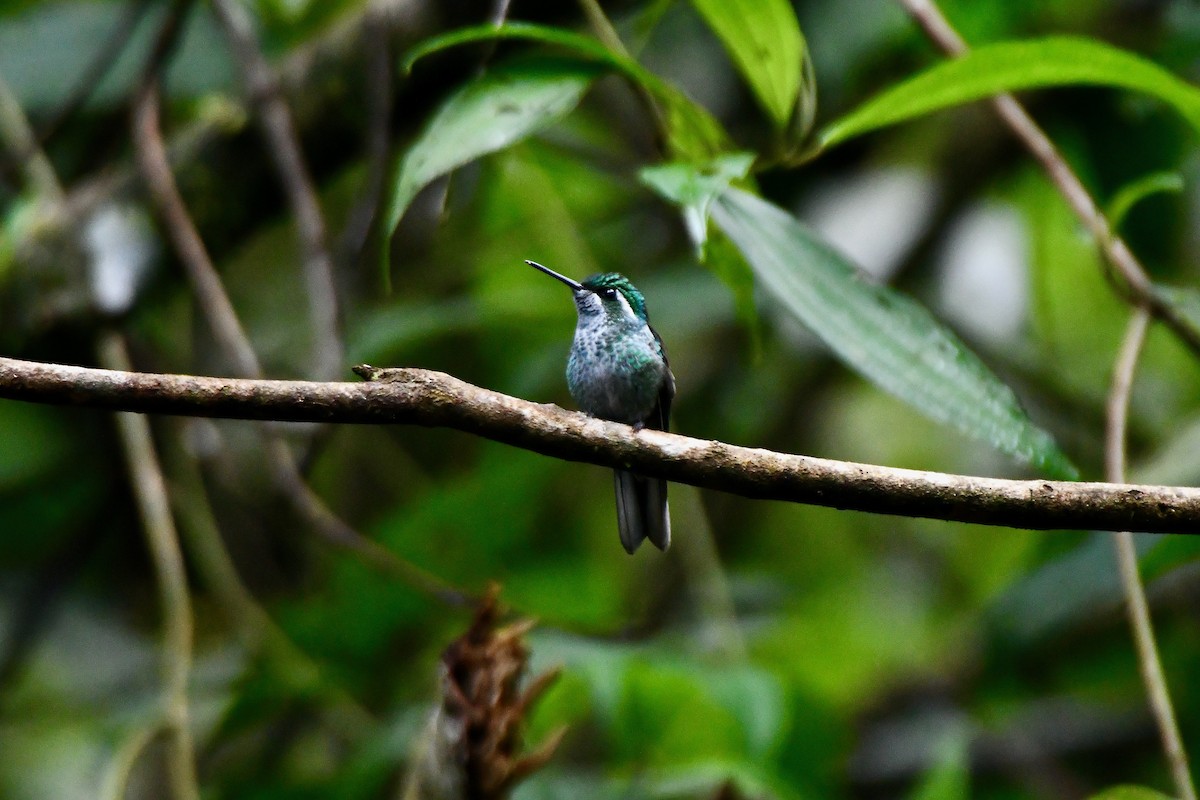 Green-breasted Mountain-gem - ML612630203