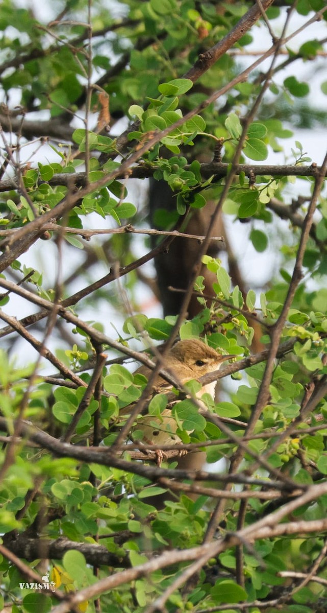 Booted Warbler - ML612630206