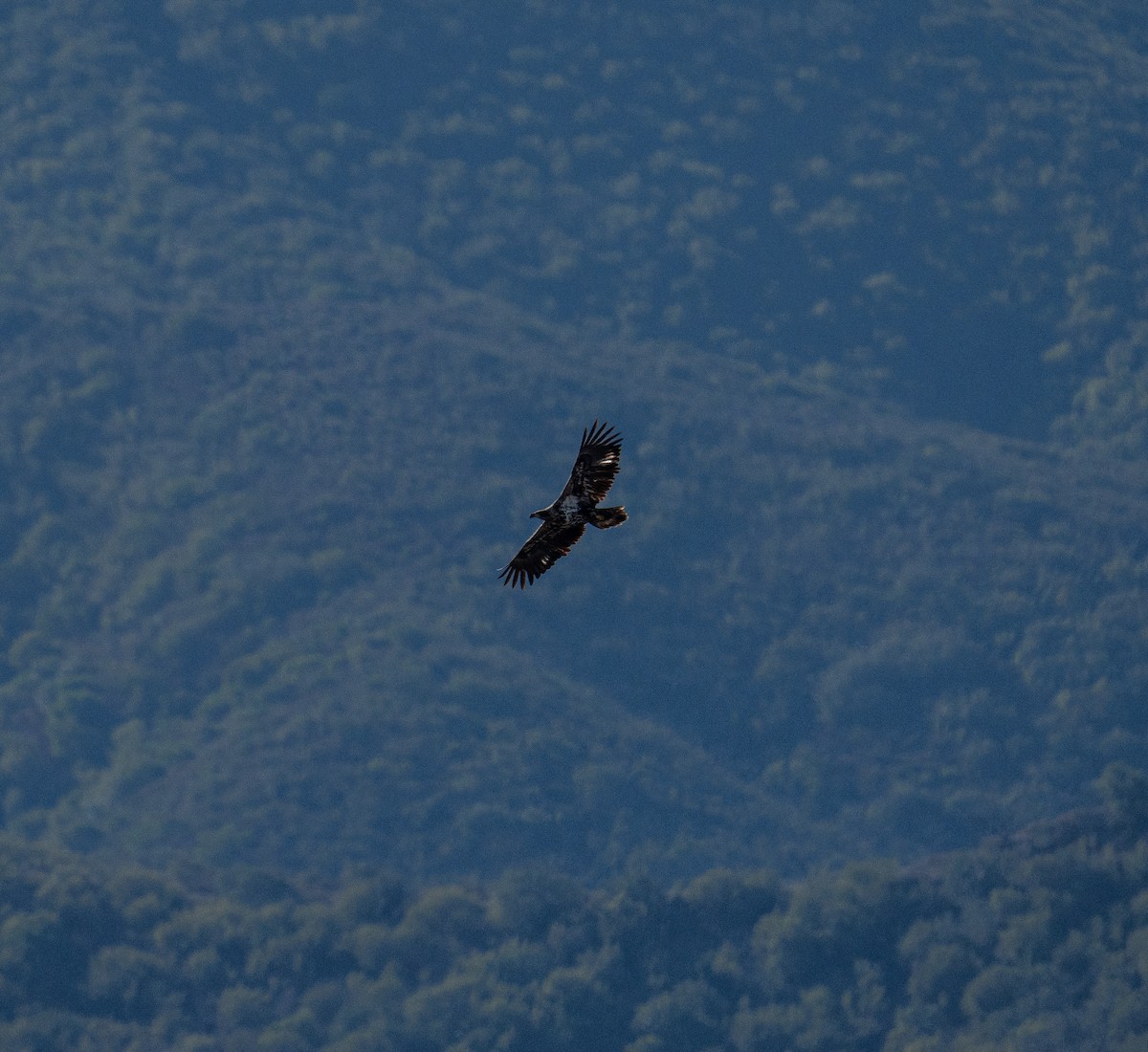 Bald Eagle - ML612630233