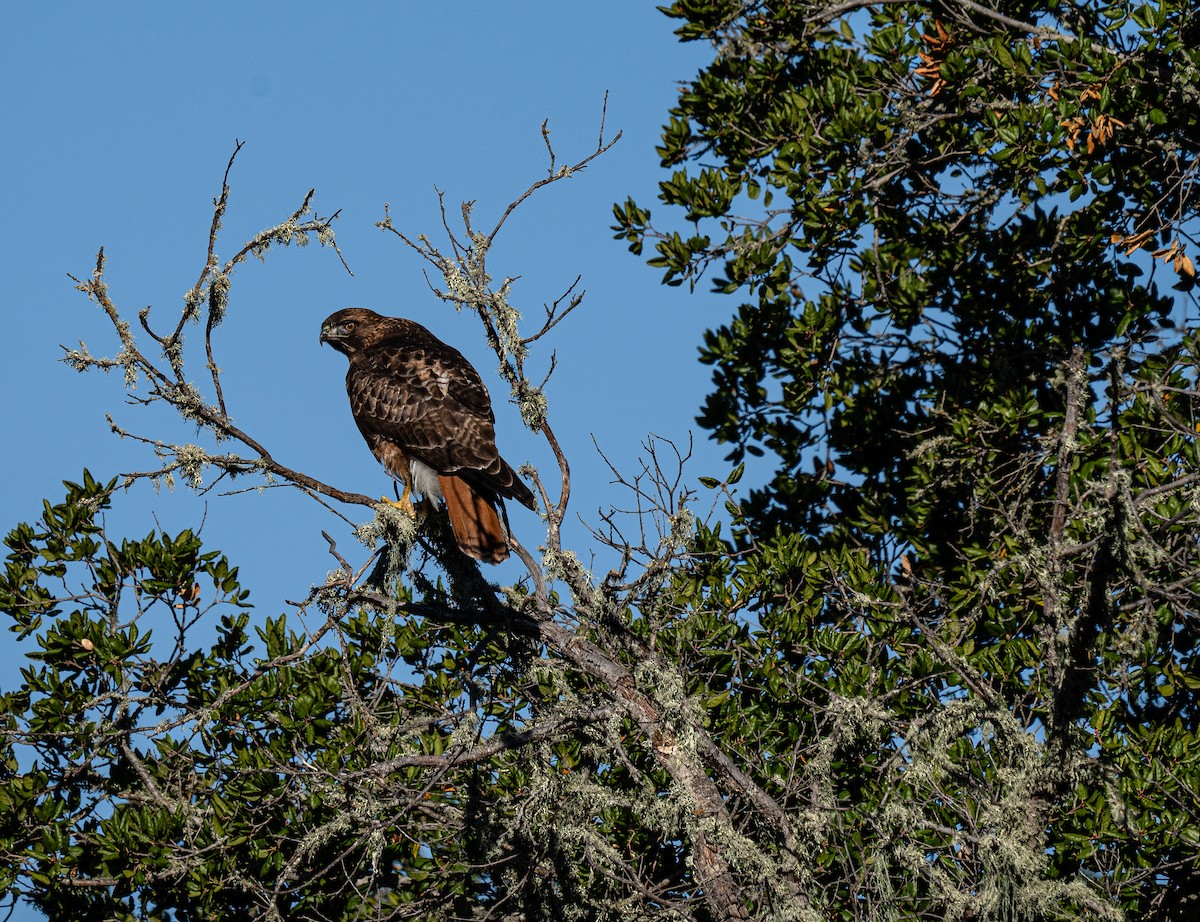 Rotschwanzbussard - ML612630239