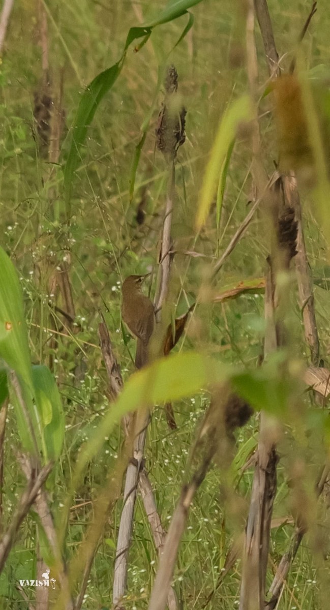 Clamorous Reed Warbler - Naveen Kumar S