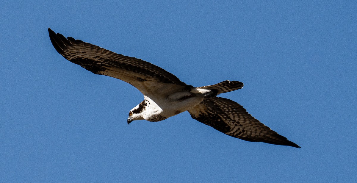 Águila Pescadora - ML612630282