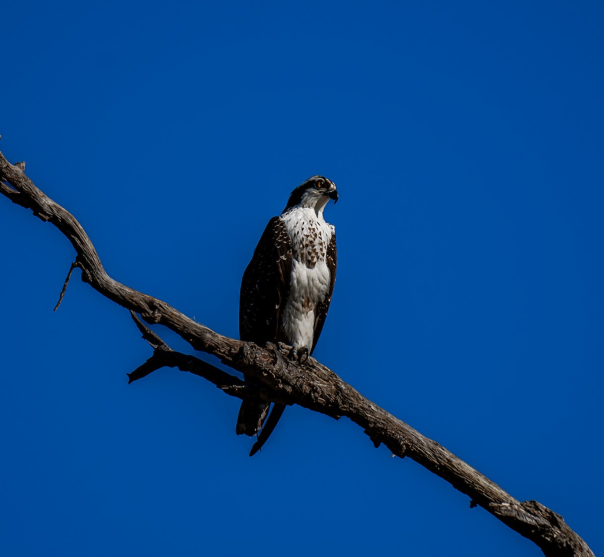 Águila Pescadora - ML612630283